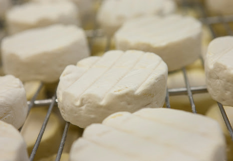Tilba Real Dairy - Raw Cheese